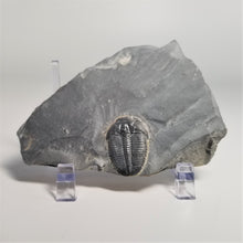 Load image into Gallery viewer, Elrathia Kingi Trilobite Fossil Complete 1-1 1/8 inch
