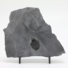 Load image into Gallery viewer, Elrathia Kingi Fossil Trilobite Molt
