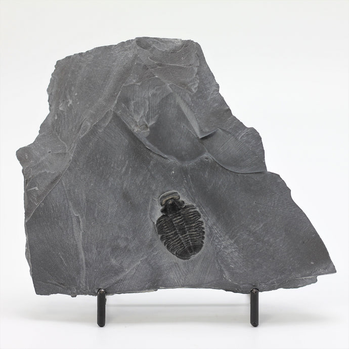 Elrathia Kingi Fossil Trilobite Molt