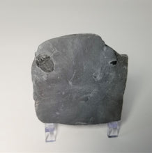 Load image into Gallery viewer, Elrathia Kingi Complete Fossil Trilobite middle cambrian 505 million years old found in Utah