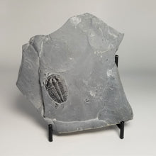 Load image into Gallery viewer, 1 - 1 1/8" Elrathia Kingi Fossil Trilobite Complete