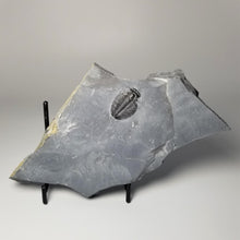 Load image into Gallery viewer, Fossil Trilobite Molt 7/8 to 1 inch