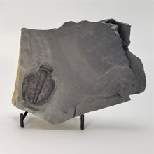 Load image into Gallery viewer, Elrathia Kingi Fossil Trilobite on Shale piece
