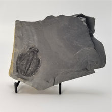 Load image into Gallery viewer, Elrathia Kingi Fossil Trilobite on Shale piece