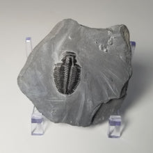 Load image into Gallery viewer, Molt of an Elrathia kingii Trilobite Fossil