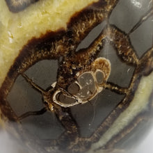 Load image into Gallery viewer, Fossil remnant on a Septarian Egg with a large Hollow Cavity filled with Calcite Crystals