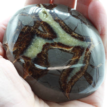 Load image into Gallery viewer, Septarian Turtle Back 3-3.5"