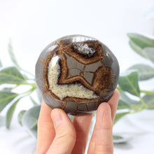 Load image into Gallery viewer, Septarian Turtle Back 2.5-3"