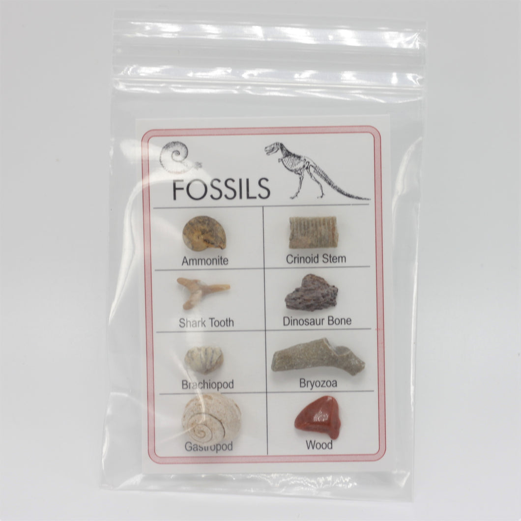 Fossil Collection Card
