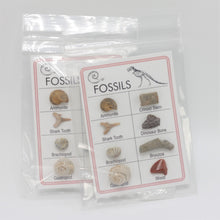 Load image into Gallery viewer, Fossil Collection Card