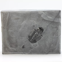 Load image into Gallery viewer, Large 1 5/8" Utah Asaphiscus Wheeleri Fossil Trilobite with visible free check from molting process Middle Cambrian Period