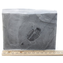 Load image into Gallery viewer, Large 1 5/8" Utah Asaphiscus Wheeleri Fossil Trilobite with visible free check from molting process Middle Cambrian Period