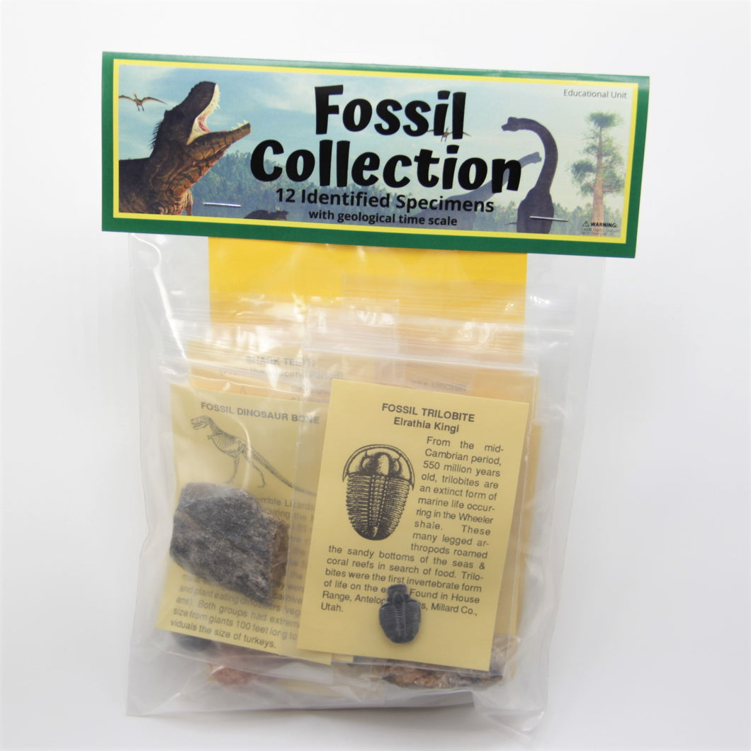 Fossil Collection - 12 different Fossils including an Elrathia kingii Trilobite!
