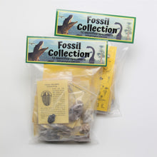 Load image into Gallery viewer, Fossil Collection - 12 different Fossils including an Elrathia kingii Trilobite!