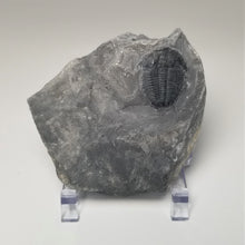 Load image into Gallery viewer, Utah Elrathia kingii Trilobite Fossil
