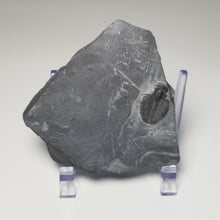 Load image into Gallery viewer, Elrathia kingii Trilobite fossil molt from the Utah West Desert