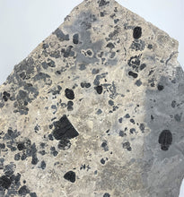 Load image into Gallery viewer, Trilobite Mass Mortality Plate 11" x 9"!