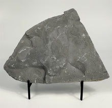 Load image into Gallery viewer, Trilobite Mortality Plate 8.5" x 6.5"