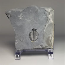 Load image into Gallery viewer, Elrathia Kingi Trilobite Molt middle cambrian 505 million years old found in Utah