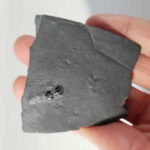Load image into Gallery viewer, Peronopsis Instricta Fossil Blind Trilobite