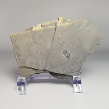 Load image into Gallery viewer, Peronopsis Instricta Blind Trilobite Fossil