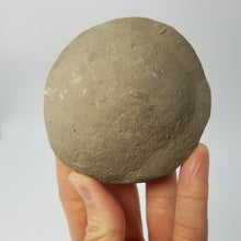 Load image into Gallery viewer, Rough backside of a Septarian Nodule with a rounded turtleback shaped and polished face.