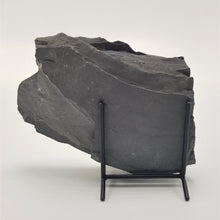 Load image into Gallery viewer, Back side of Shale from the Cambrian period