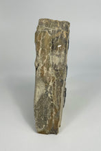 Load image into Gallery viewer, Elrathia kingii Trilobite Fossil Mass Mortality Plate 5" x 4.5"