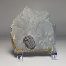 Load image into Gallery viewer, Elrathia Kingi fossill Trilobite middle cambrian 505 million years old from Utah