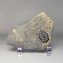 Load image into Gallery viewer, Trilobite Fossil Molt