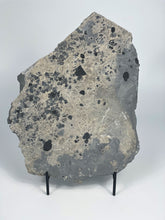 Load image into Gallery viewer, Trilobite Mass Mortality Plate 11" x 9"!