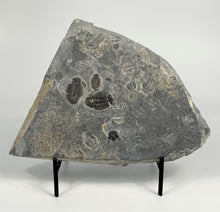 Load image into Gallery viewer, Trilobite Mortality Plate 8.5" x 6.5"