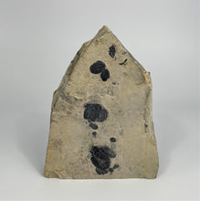 Load image into Gallery viewer, Elrathia kingii Trilobite Fossil Mass Mortality Plate 5" x 4.5"