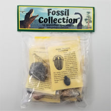 Load image into Gallery viewer, Fossil Collection - 12 different Fossils including an Elrathia kingii Trilobite!