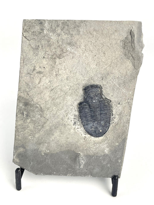 Utah Asaphiscus Wheeleri Fossil Trilobite Molt 1 1/4