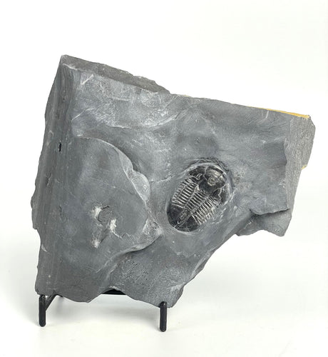 Utah Asaphiscus Wheeleri Fossil Trilobite 1 3/8