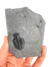 Load image into Gallery viewer, Utah Asaphiscus Wheeleri Fossil Trilobite 1 3/8&quot; long Middle Cambrian Period Wheeler Shale Formation
