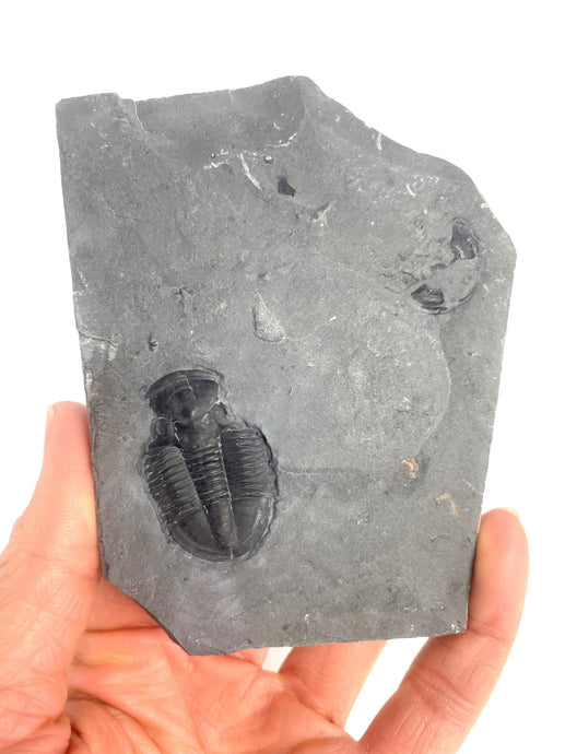 Utah Asaphiscus Wheeleri Fossil Trilobite 1 3/8