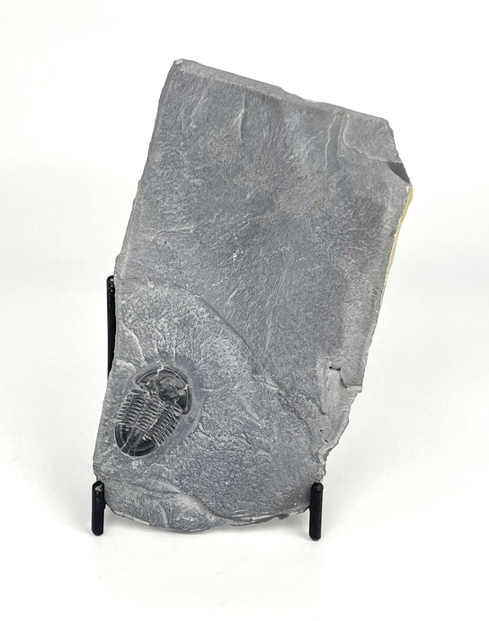 Utah Asaphiscus Wheeleri Fossil Trilobite 1-1 1/8