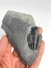 Load image into Gallery viewer, 1 1/2&quot; Utah Asaphiscus Wheeleri Fossil Trilobite Molt Middle Cambrian Period Wheeler Shale Formation
