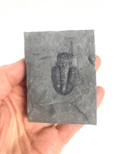 Load image into Gallery viewer, Utah Asaphiscus Wheeleri Fossil Trilobite Molt 1 1/4&quot; Middle Cambrian Period Wheeler Shale Formation
