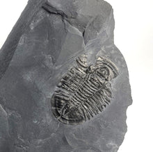 Load image into Gallery viewer, X-Large 2&quot; Asaphiscus wheeleri Fossil Trilobite Molt
