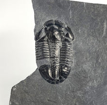 Load image into Gallery viewer, XX-Large 2.25&quot; Asaphiscus wheeleri Fossil Trilobite

