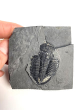 Load image into Gallery viewer, 1 3/4&quot; Utah Asaphiscus Wheeleri Fossil Trilobite Molt infused with Pyrite Crystals Middle Cambrian Period Wheeler Shale Formation

