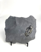 Load image into Gallery viewer, 1 3/4&quot; Utah Asaphiscus Wheeleri Fossil Trilobite Molt infused with Pyrite Crystals Middle Cambrian Period Wheeler Shale Formation
