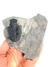 Load image into Gallery viewer, X-Large 2&quot; Utah Asaphiscus Wheeleri Fossil Trilobite Middle Cambrian Period Wheeler Shale Formation
