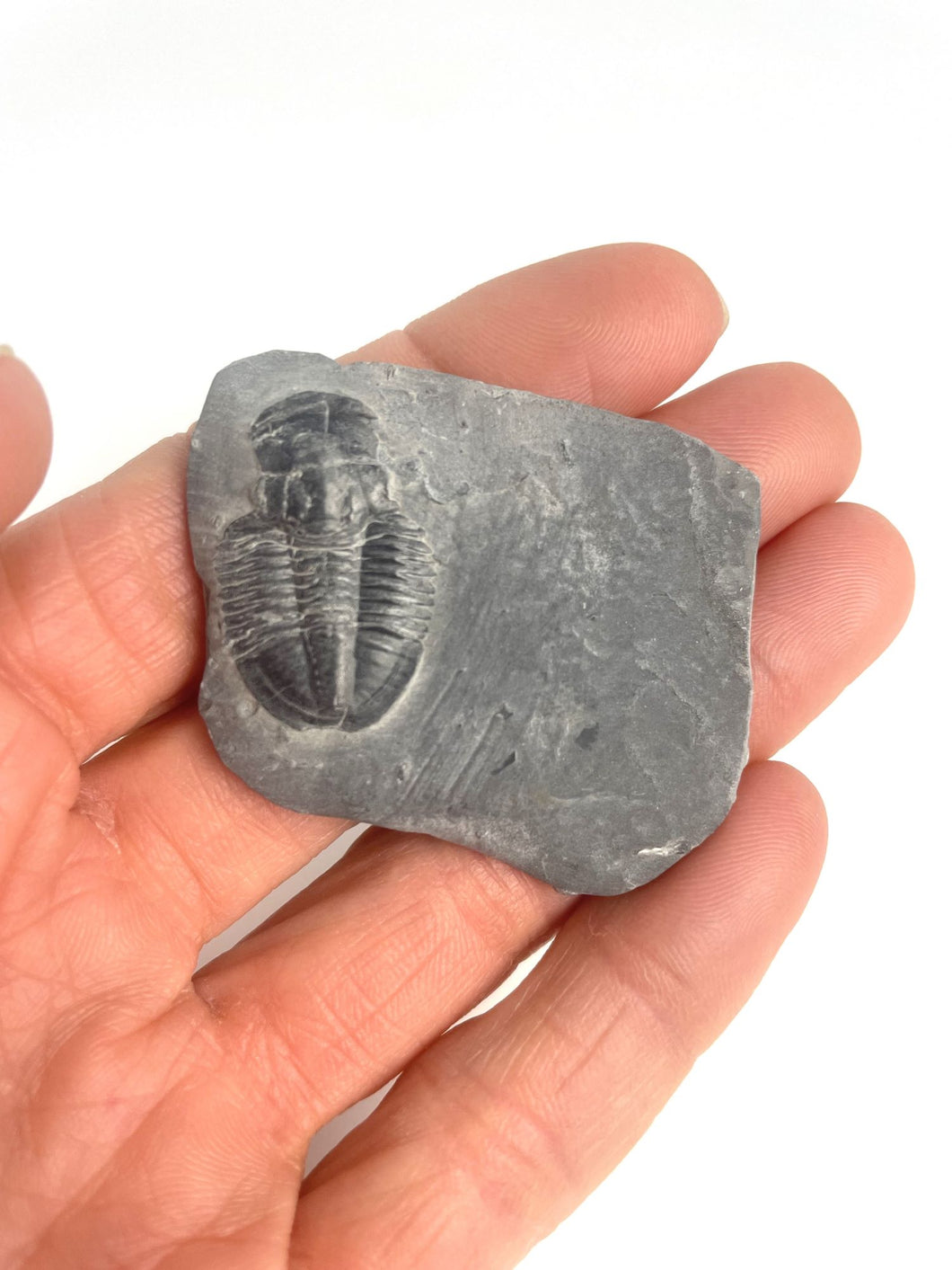 Asaphiscus wheeleri Fossil Trilobite Molt 1-1 1/8