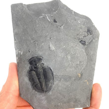 Load image into Gallery viewer, Utah Asaphiscus Wheeleri Fossil Trilobite 1 3/8" long Middle Cambrian Period Wheeler Shale Formation
