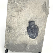 Load image into Gallery viewer, Utah Asaphiscus Wheeleri Fossil Trilobite Molt 1 1/4" Middle Cambrian Period Wheeler Shale Formation
