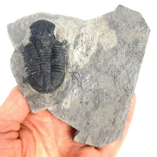 Load image into Gallery viewer, X-Large 2" Utah Asaphiscus Wheeleri Fossil Trilobite Middle Cambrian Period Wheeler Shale Formation
